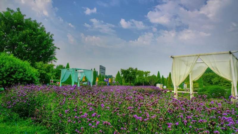 LPL战队S16名单怎么查？阵容构成与转会期信息获取方法
